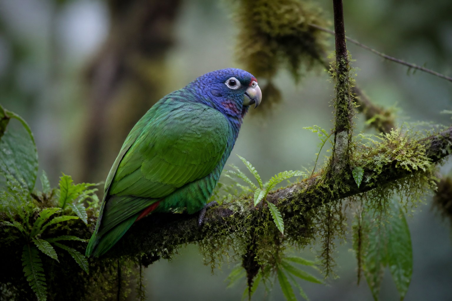 Loro Pionus de Cabeza Azul — imagen completa de la raza (Pájaros)
