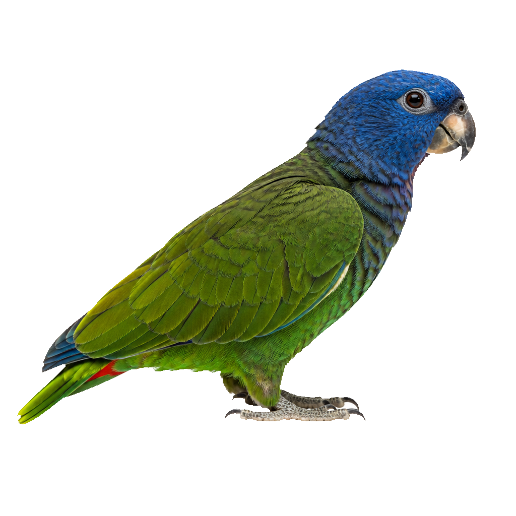 Loro Pionus de Cabeza Azul Loro Pionus de Cabeza Azul