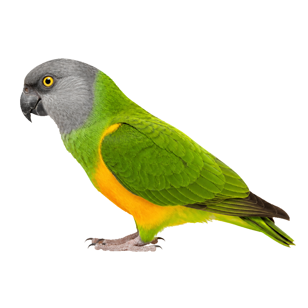 Loro Senegalés Loro Senegalés