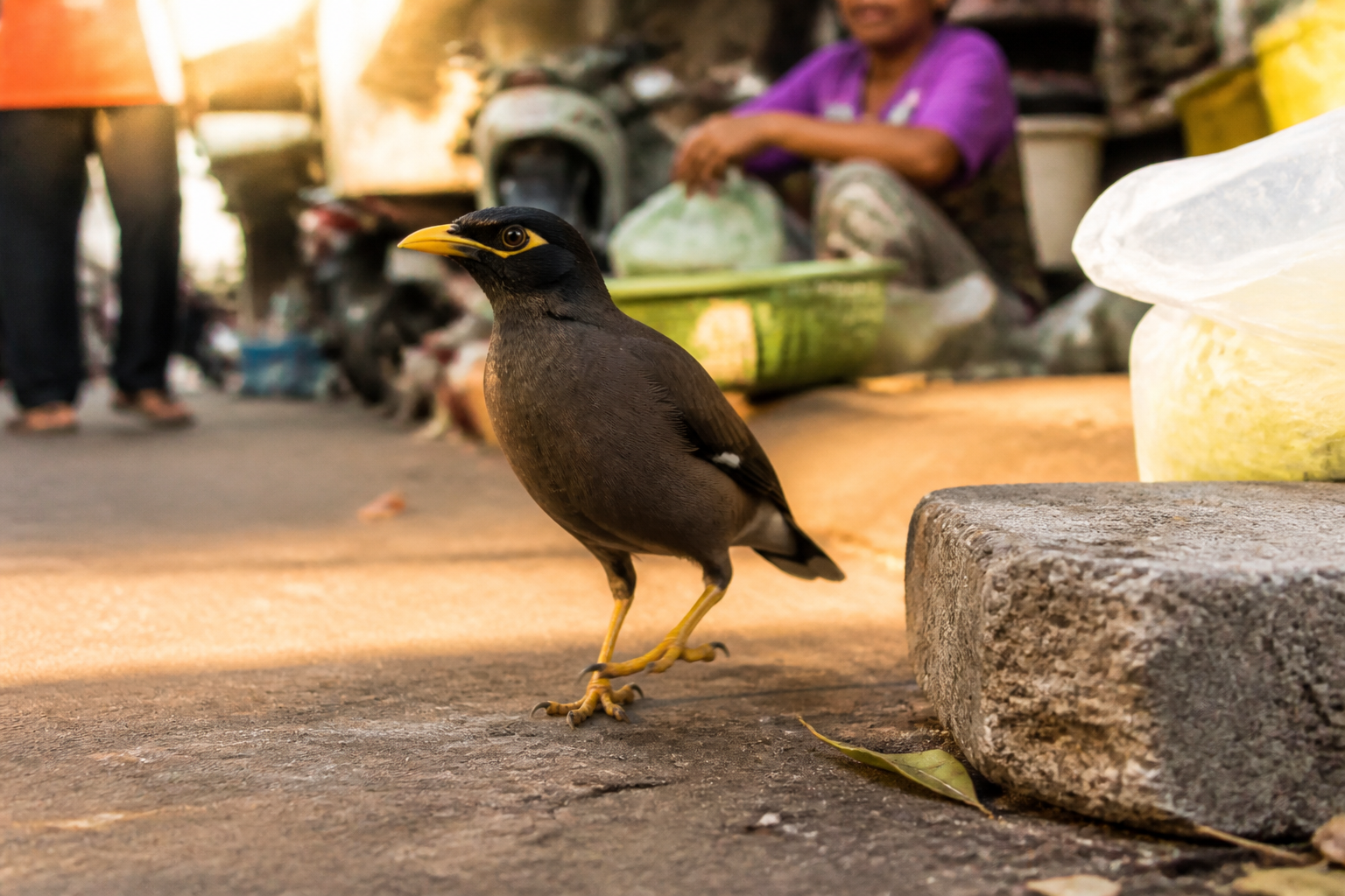 Miná Común (Mynah) — imagen completa de la raza (Pájaros)