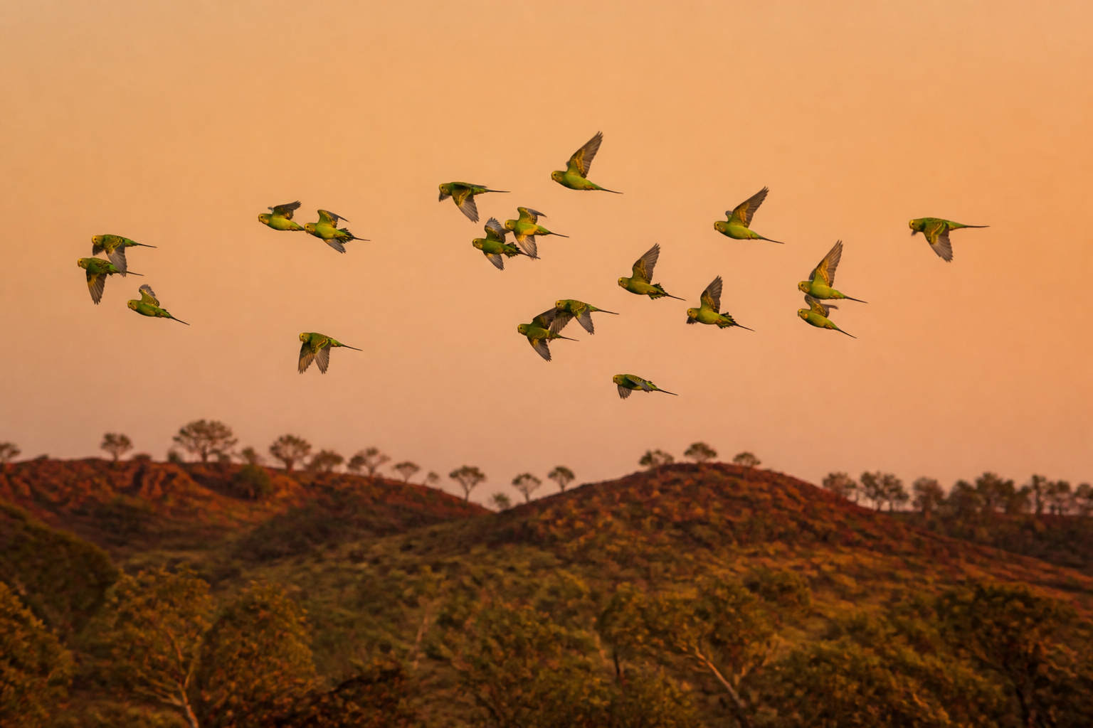 Periquito Australiano (Budgerigar) — imagen completa de la raza (Pájaros) Periquito Australiano (Budgerigar) — imagen completa de la raza (Pájaros)