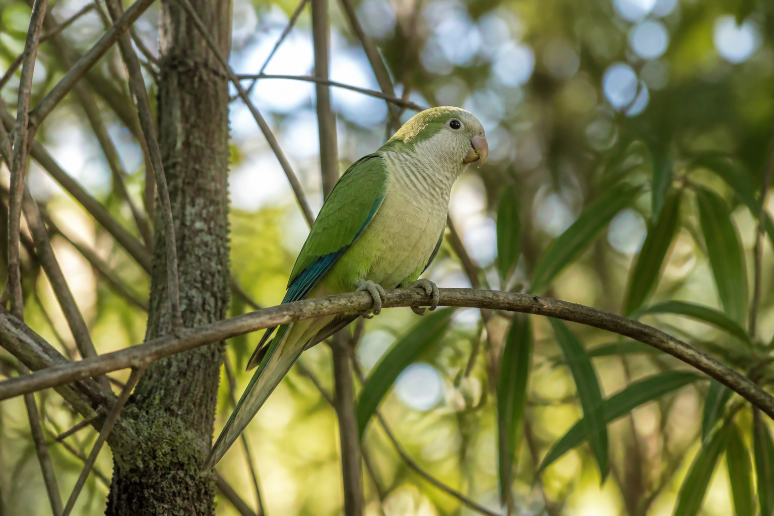 Periquito Catalina (Conuro de mejilla verde) — imagen completa de la raza (Pájaros)