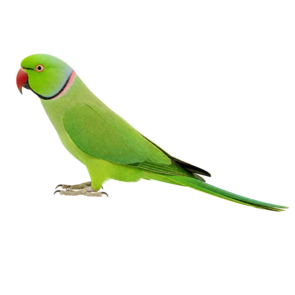 Periquito de Collar Indio (Ringneck)