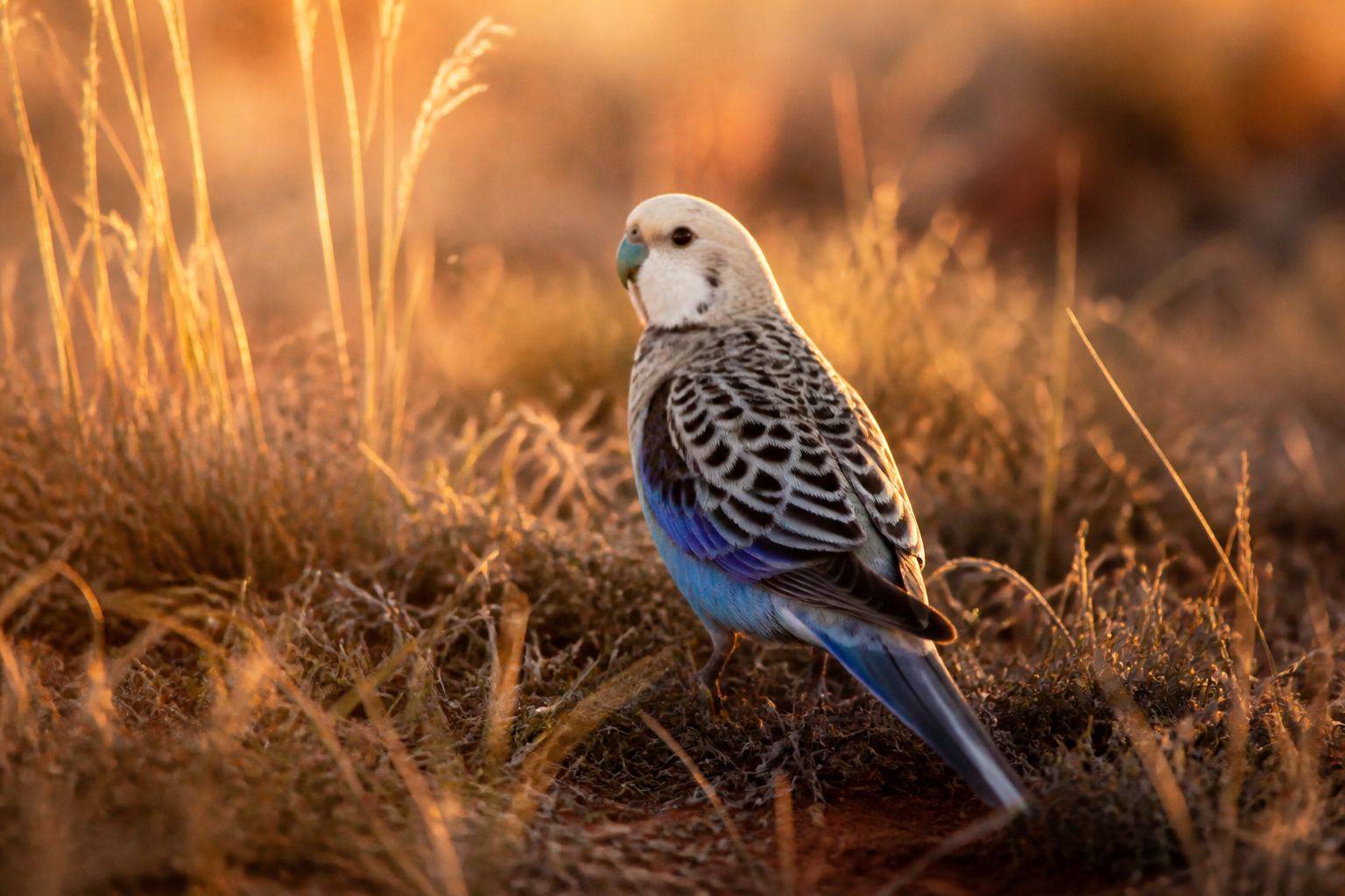 Periquito Elegante — imagen completa de la raza (Pájaros)