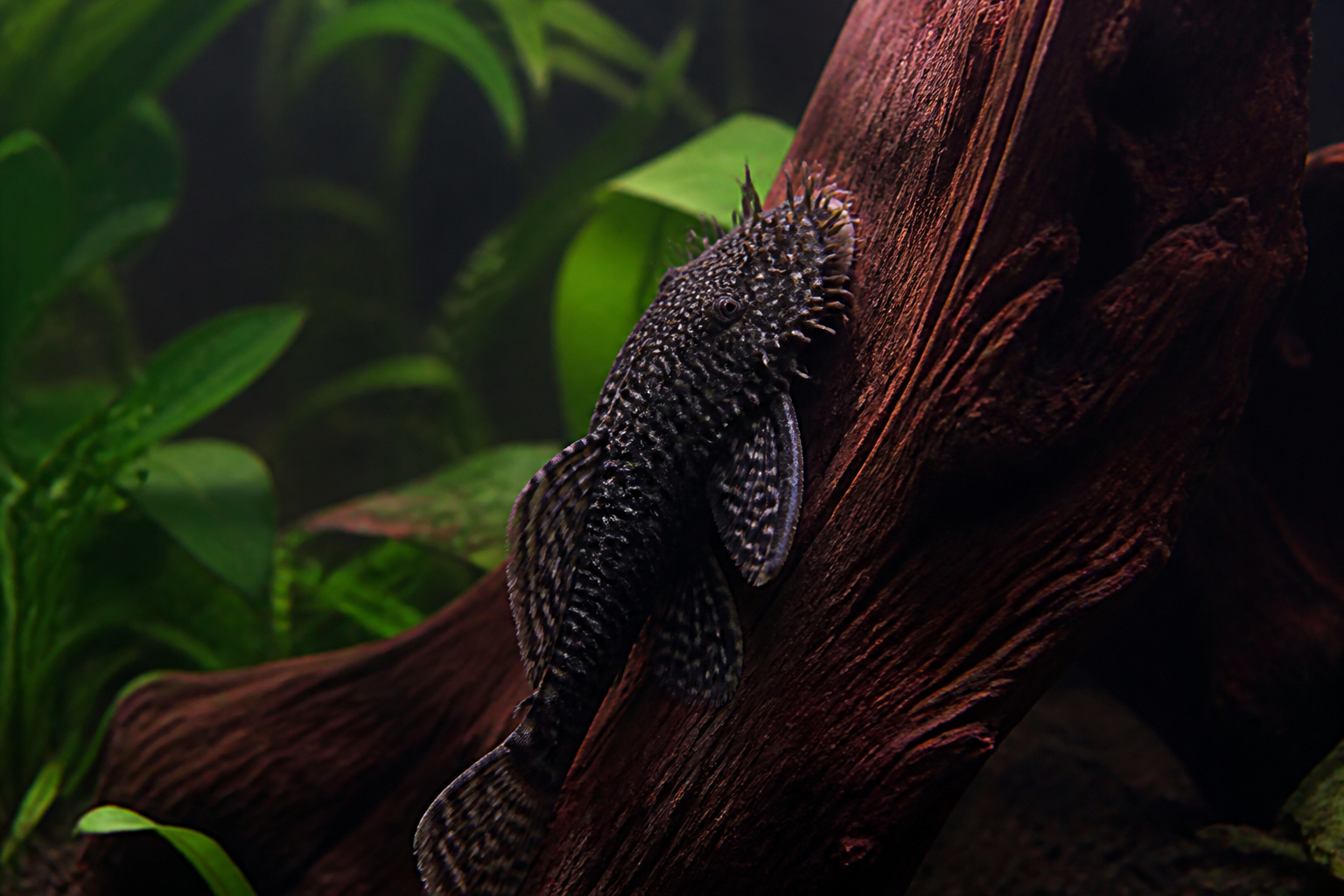 Ancistrus (Pleco Enano de Cuello de Cepillo) — imagen completa de la raza (Peces)