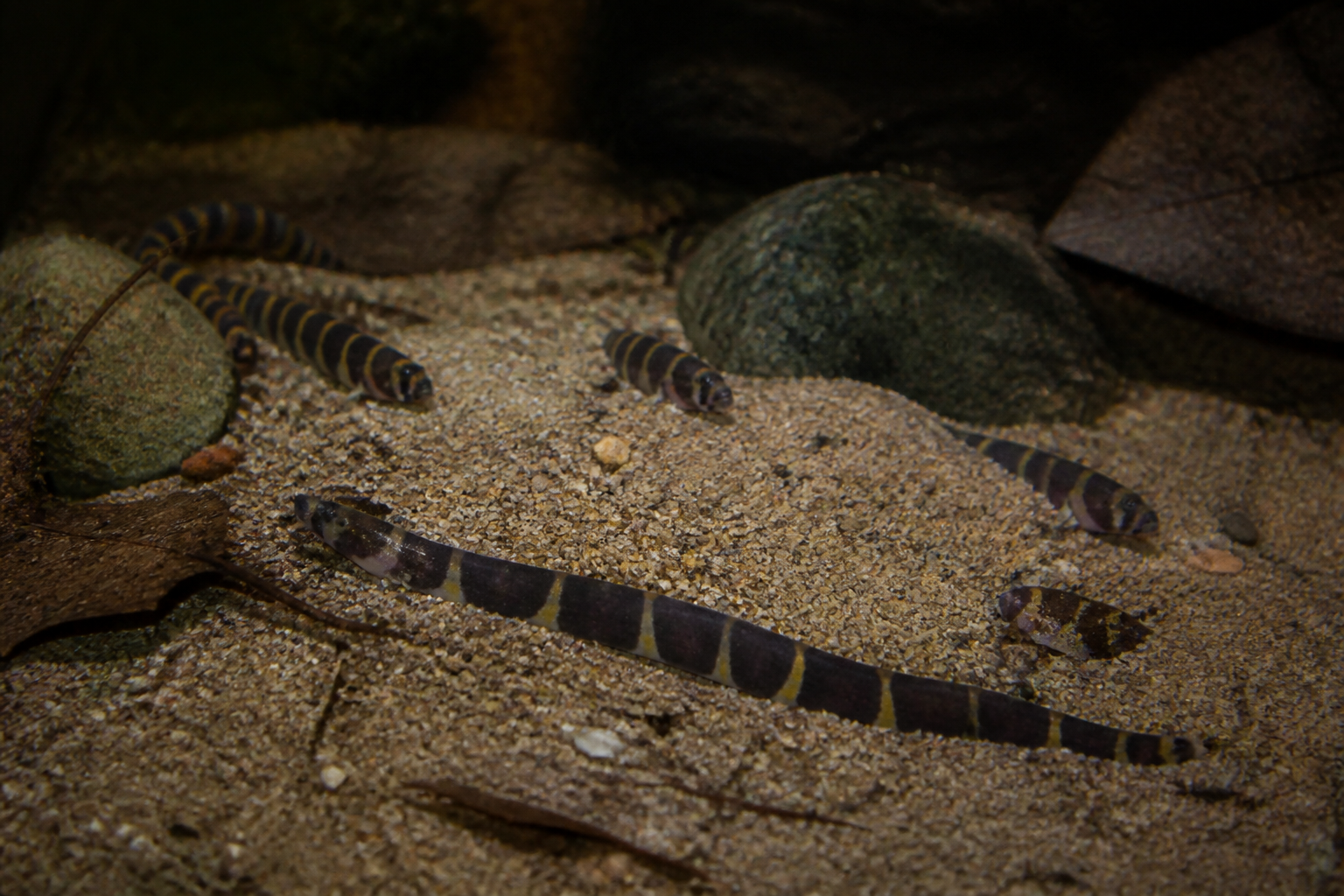 Anguila Kuhli (Kuhli Loach) — imagen completa de la raza (Peces)