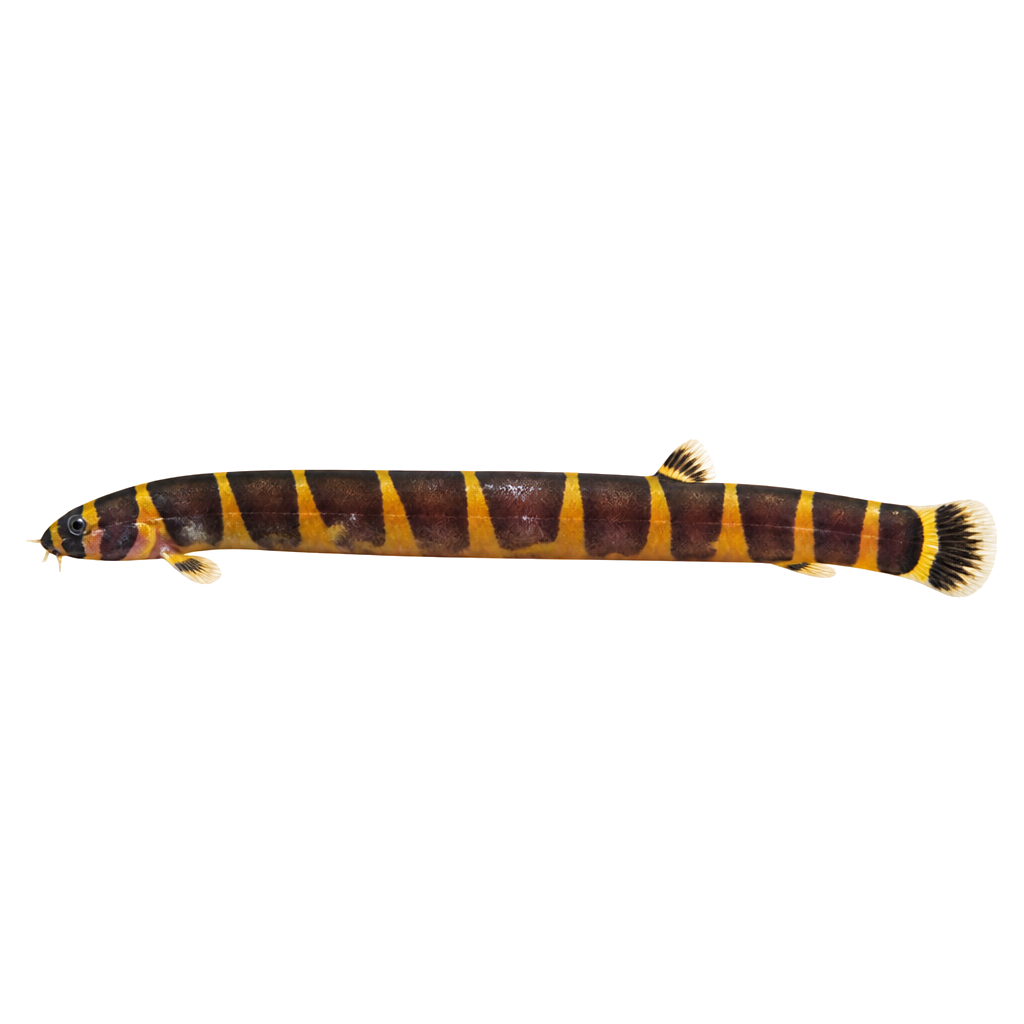 Anguila Kuhli (Kuhli Loach) Anguila Kuhli (Kuhli Loach)