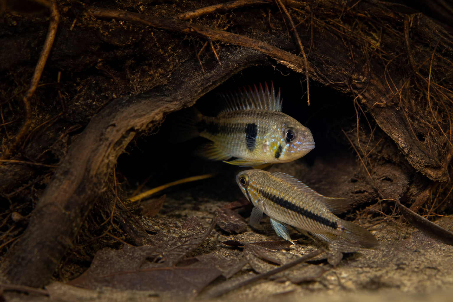 Apistogramma (Cíclido Enano) — imagen completa de la raza (Peces)