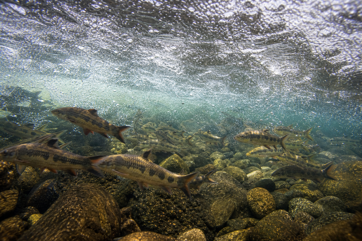 Barbo Tigre — imagen completa de la raza (Peces)