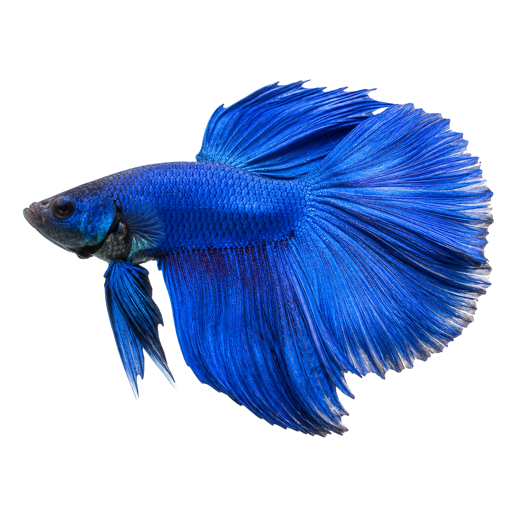 Betta (Luchador de Siam) de perfil, raza de pez — fotografía de estudio