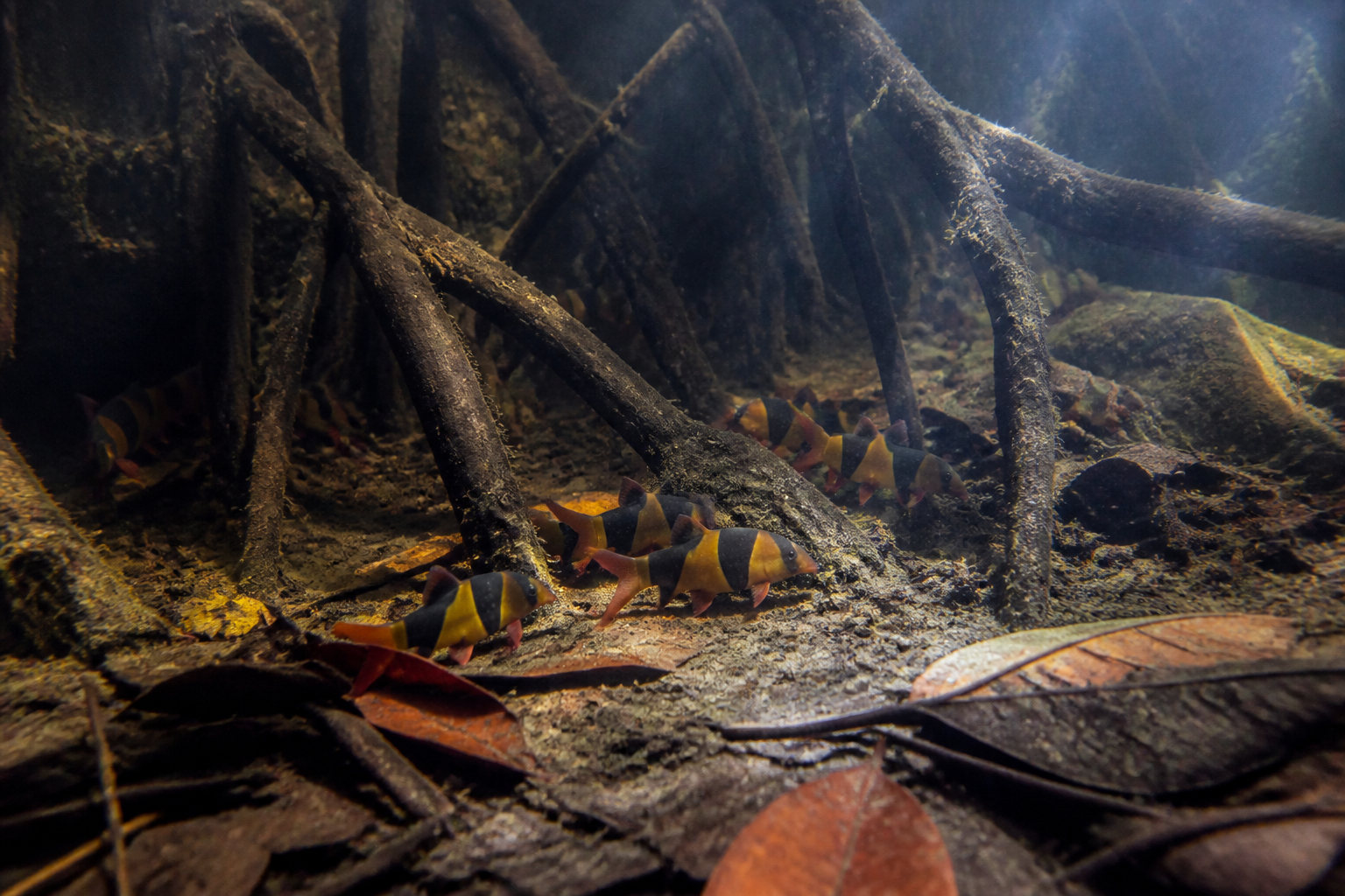 Botia Payaso (Chromobotia macracanthus) — imagen completa de la raza (Peces)
