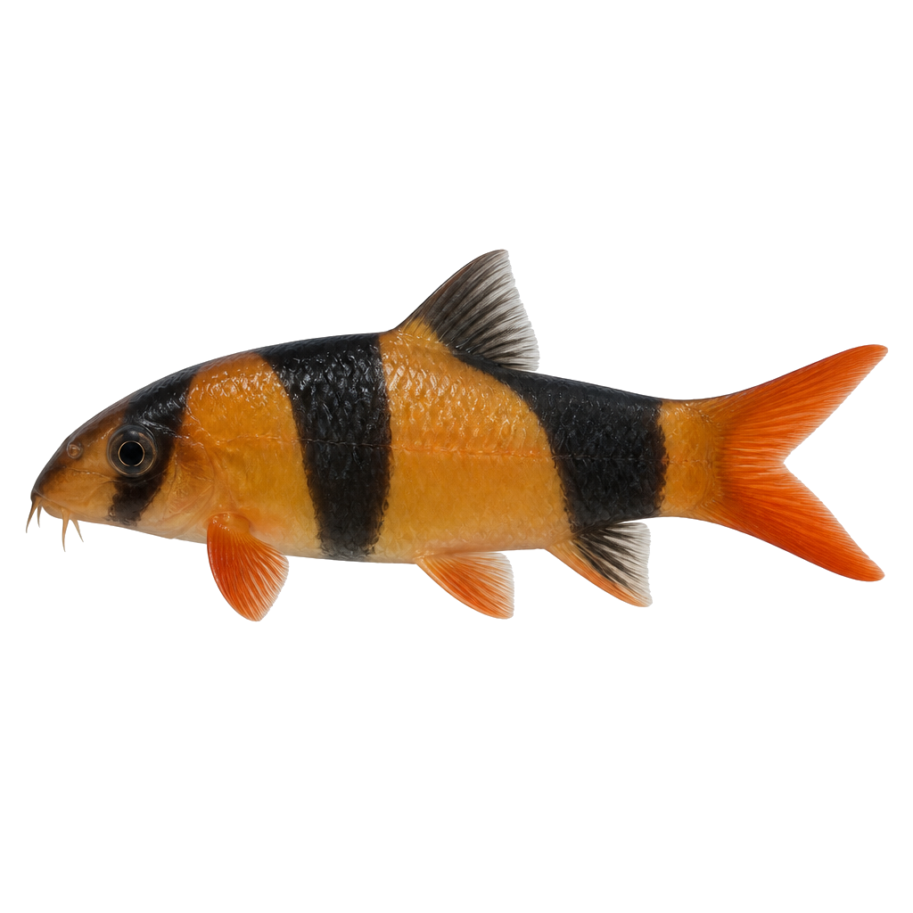 Botia Payaso (Chromobotia macracanthus) Botia Payaso (Chromobotia macracanthus)