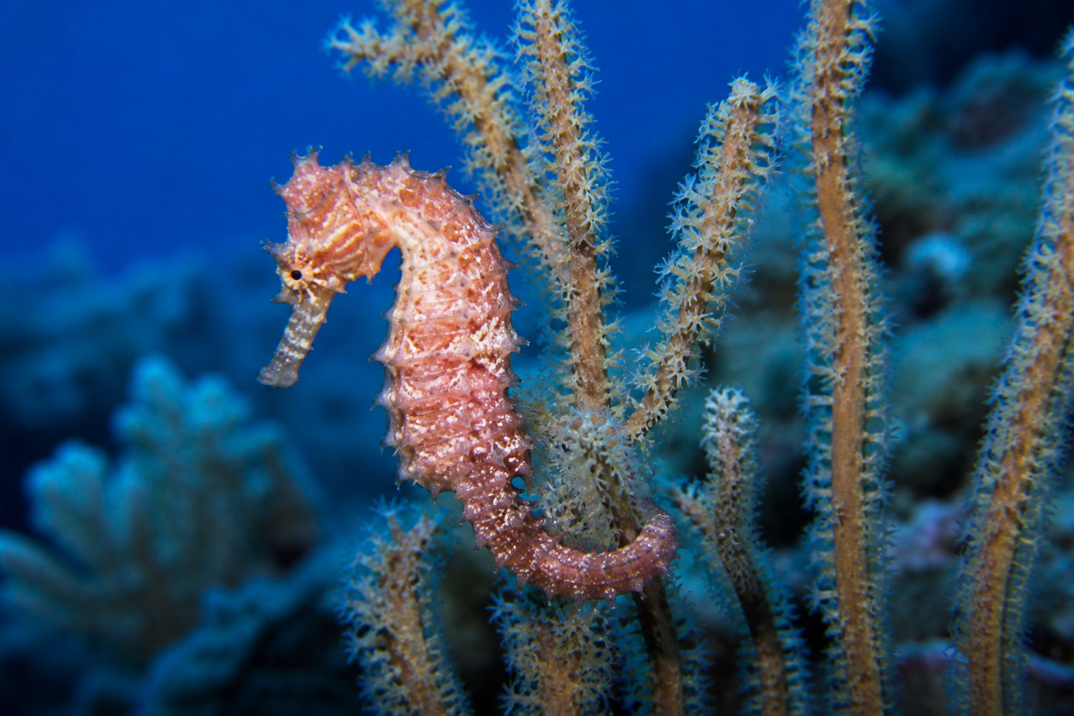 Caballito de Mar (Seahorse) — imagen completa de la raza (Peces)
