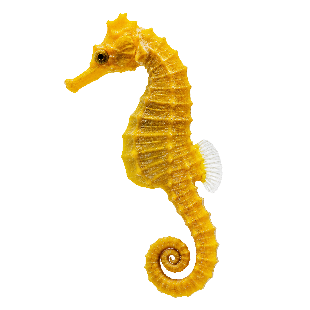 Caballito de Mar (Seahorse)