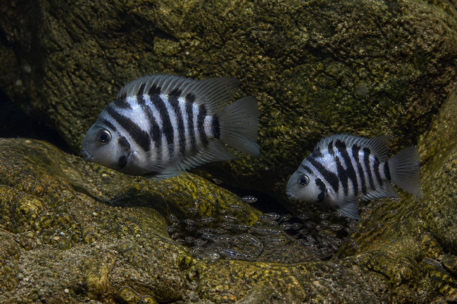 Cíclido Convict (Cíclido Cebra) — imagen completa de la raza (Peces)