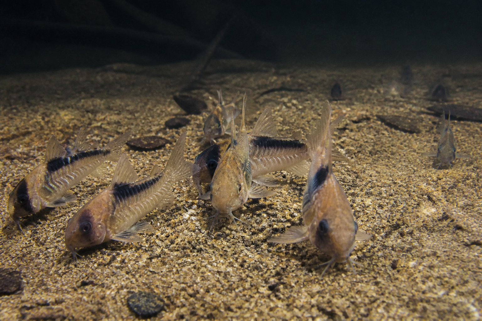 Corydoras — imagen completa de la raza (Peces)