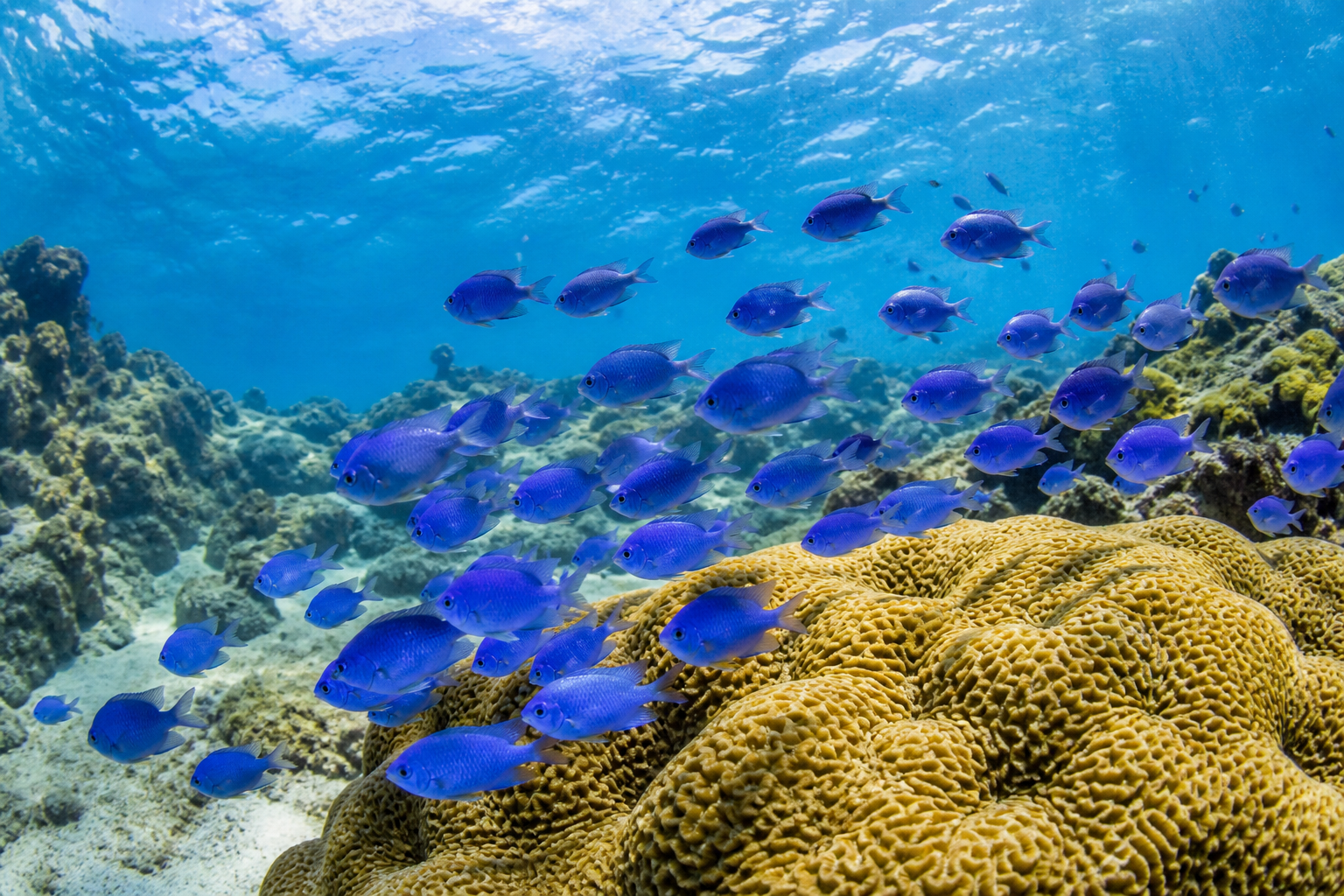 Damisela Azul (Blue Damselfish) — imagen completa de la raza (Peces)