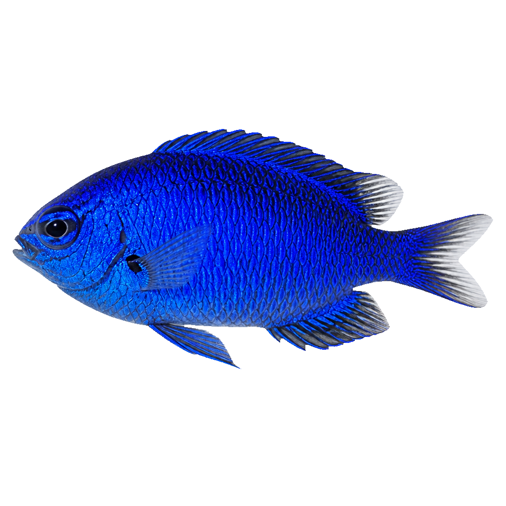 Damisela Azul (Blue Damselfish)