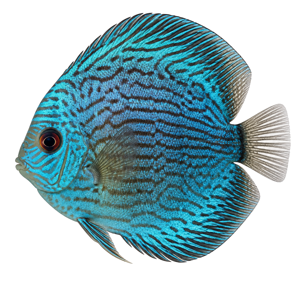 Disco (Discus) de perfil, raza de pez — fotografía de estudio