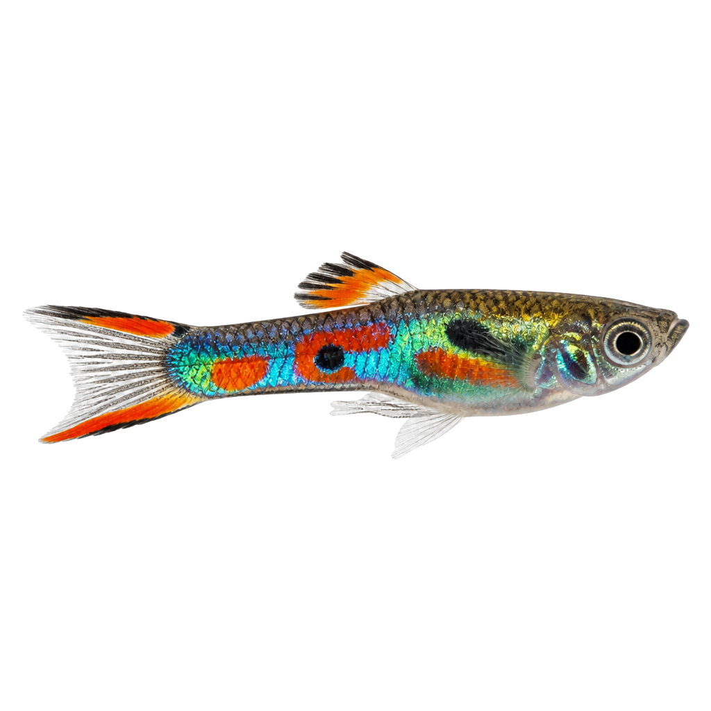 Endler (Poecilia wingei) de perfil, raza de pez — fotografía de estudio
