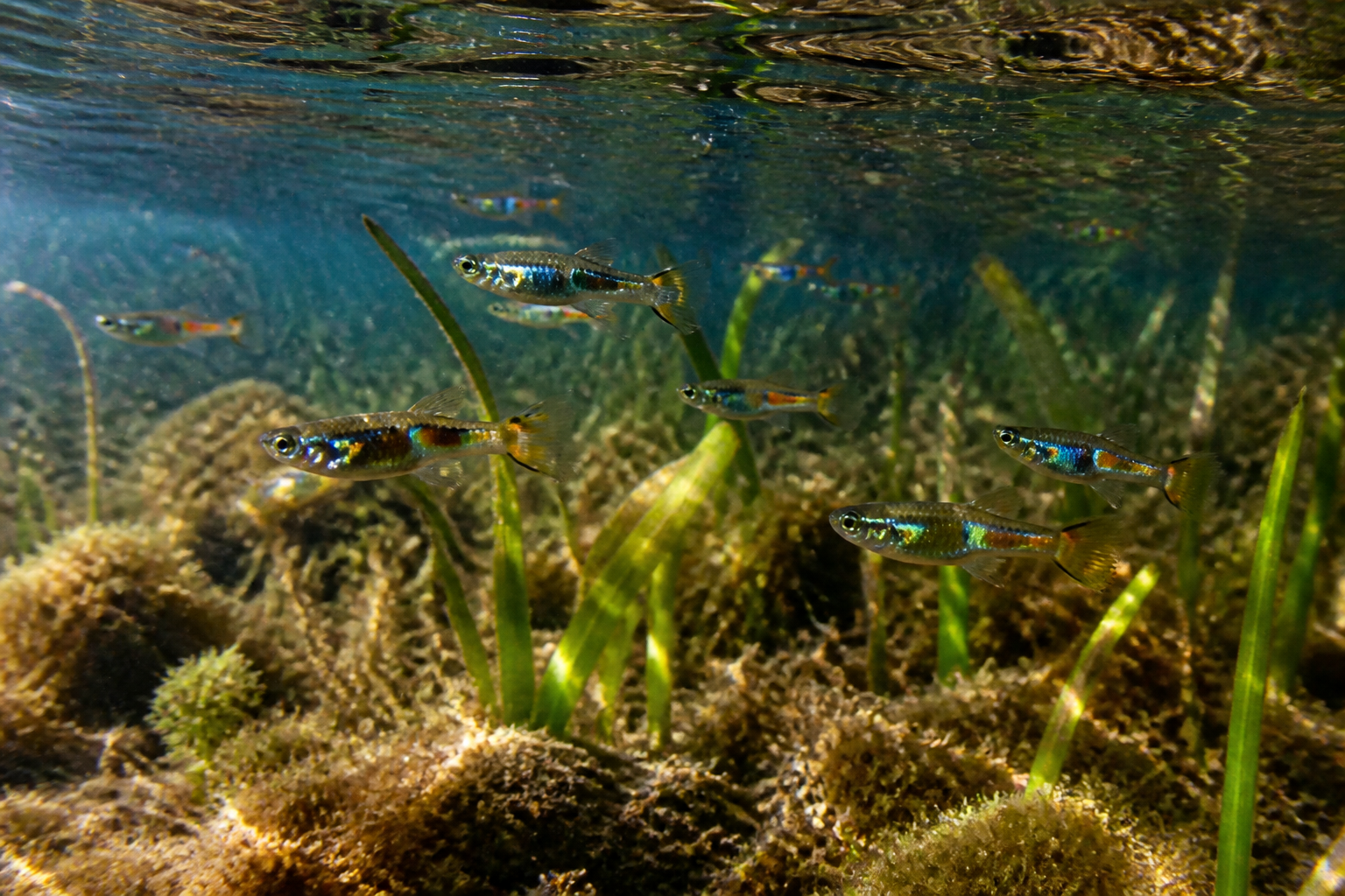 Endler (Poecilia wingei) — imagen completa de la raza (Peces)