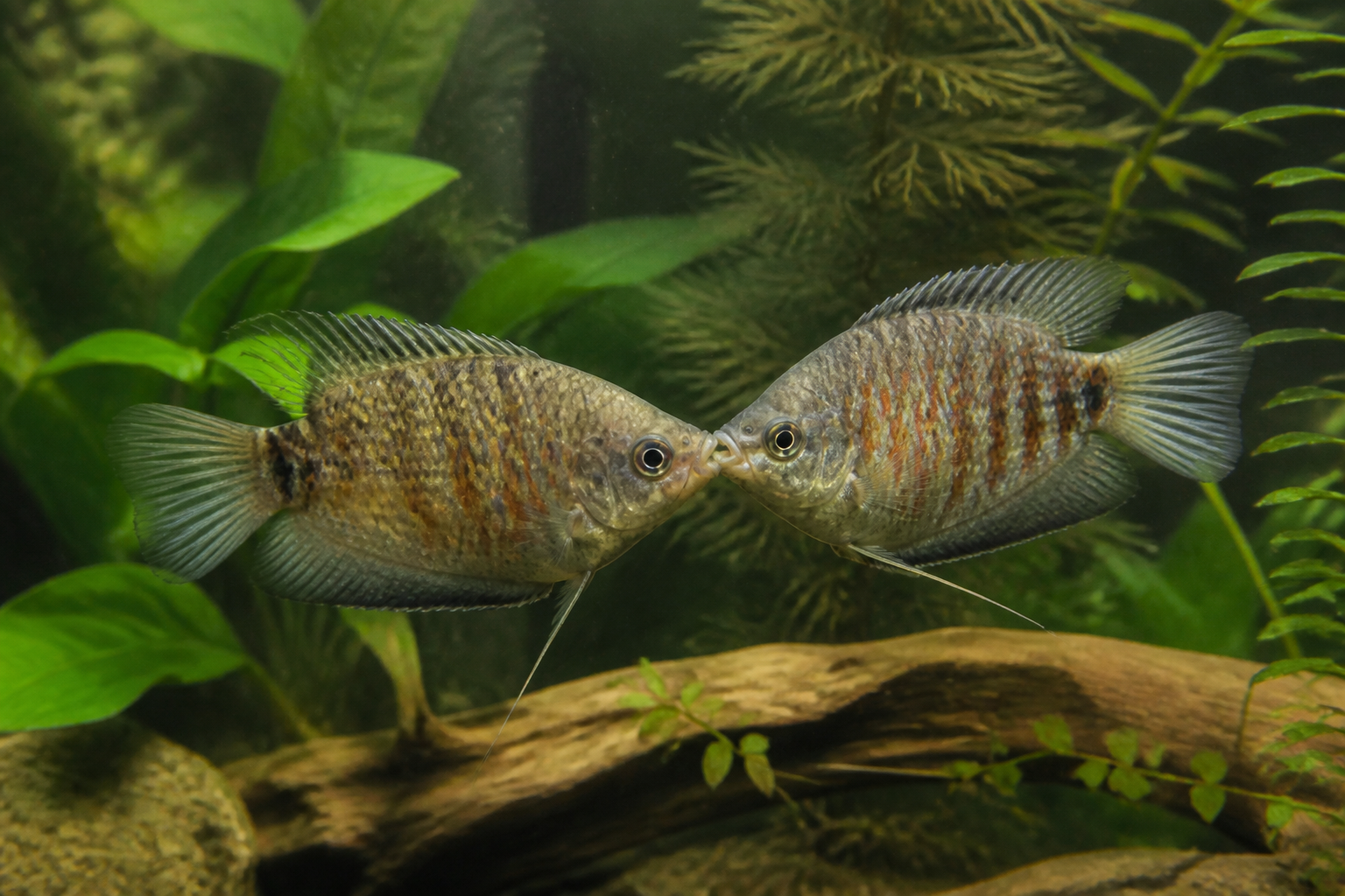 Gourami Beso (Kissing Gourami) — imagen completa de la raza (Peces)