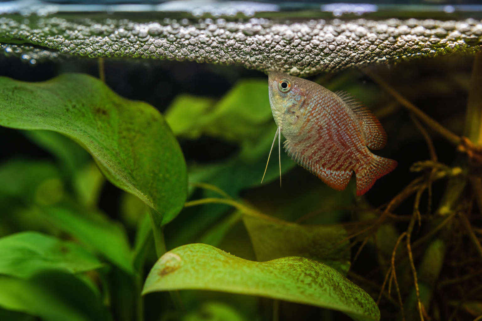 Gourami Enano — imagen completa de la raza (Peces)