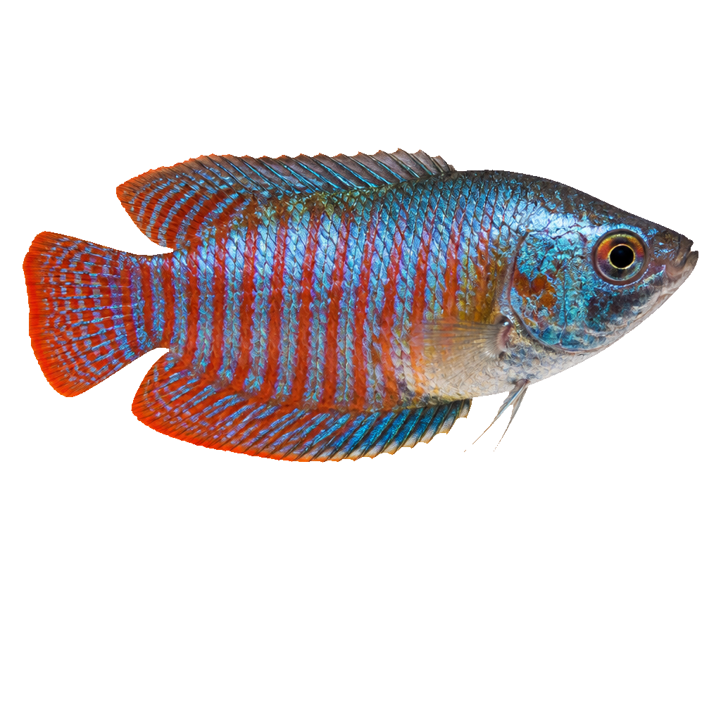 Gourami Enano