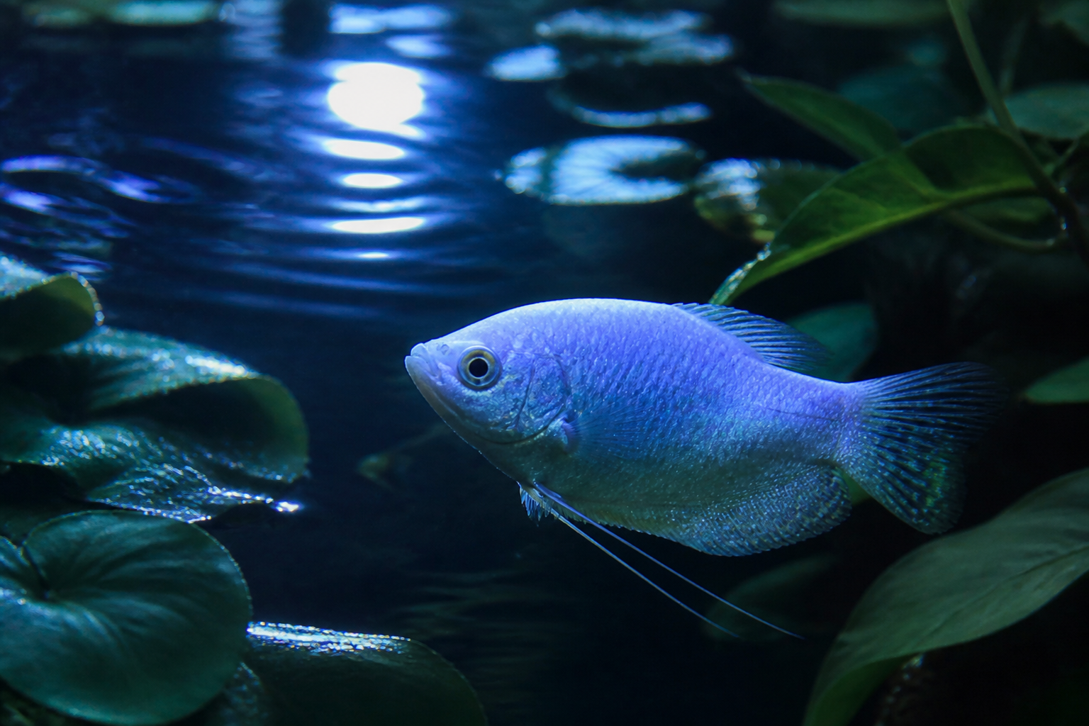 Gourami Luna (Moonlight Gourami) — imagen completa de la raza (Peces)