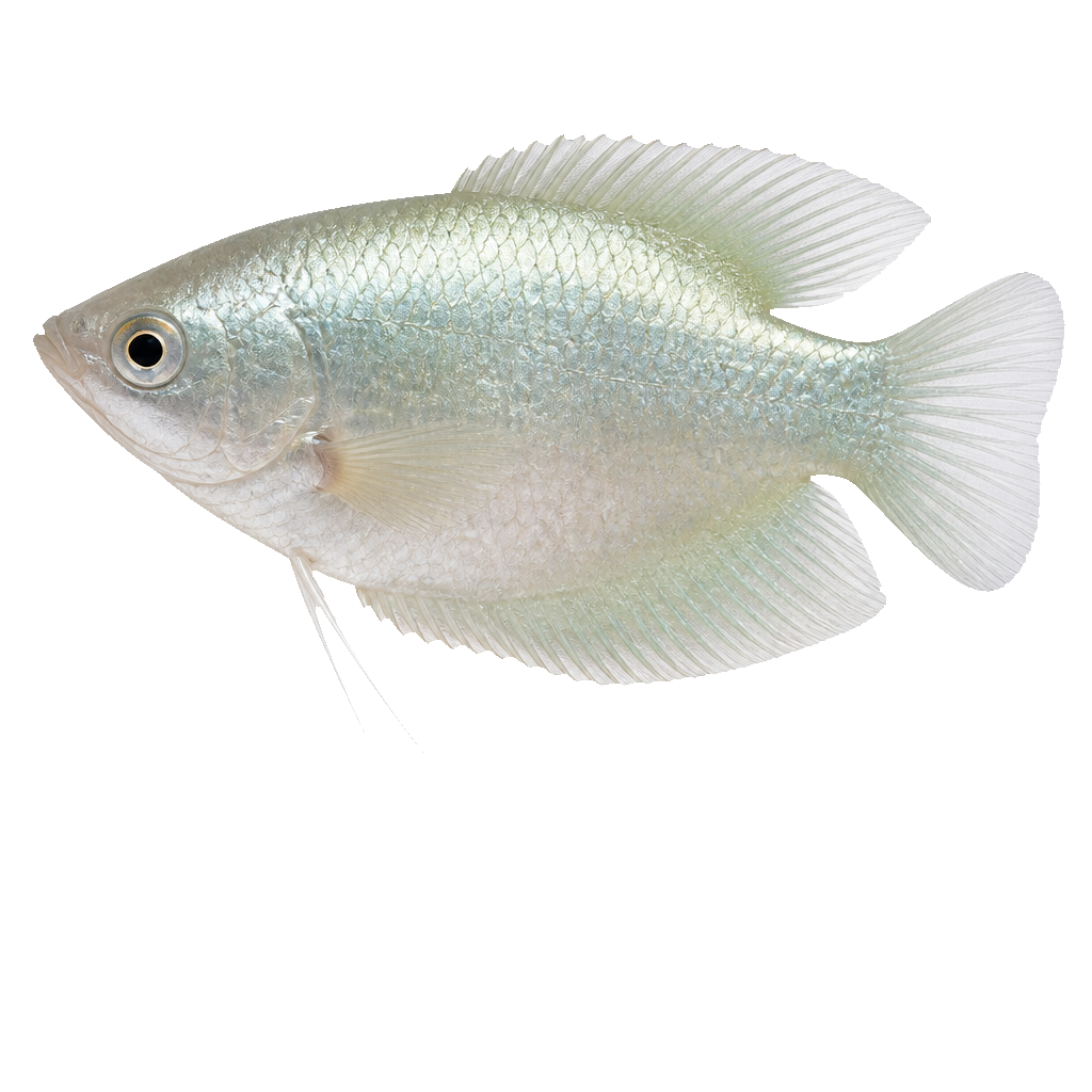 Gourami Luna (Moonlight Gourami)