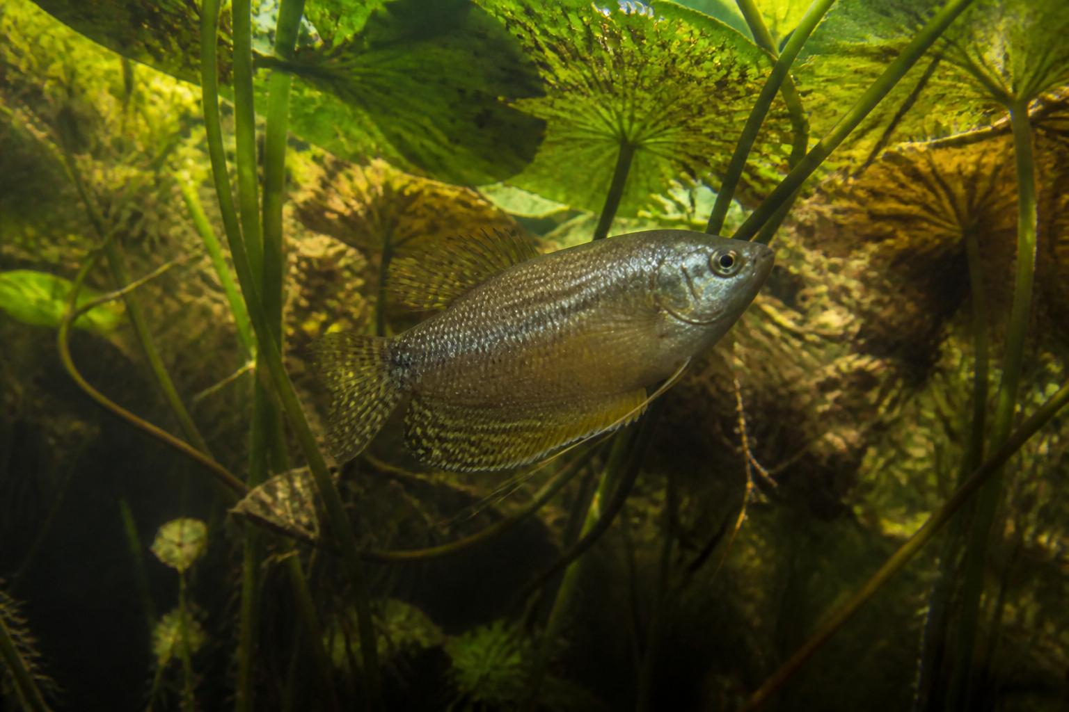 Gourami Perla — imagen completa de la raza (Peces)