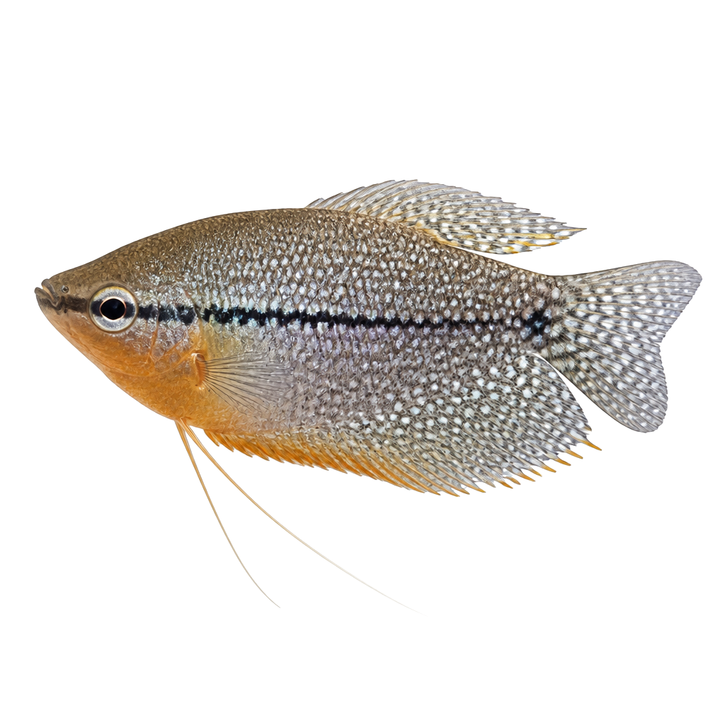 Gourami Perla