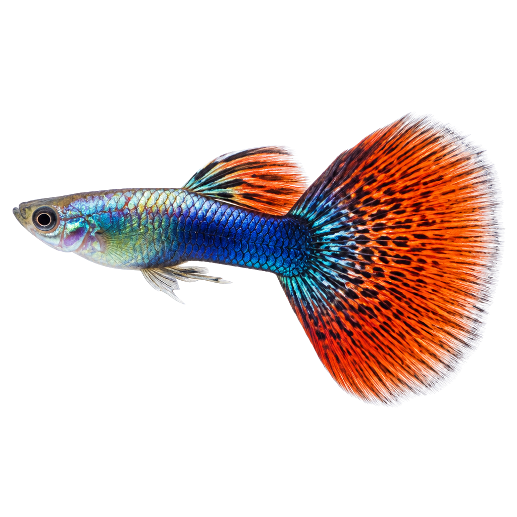 Guppy de perfil, raza de pez — fotografía de estudio