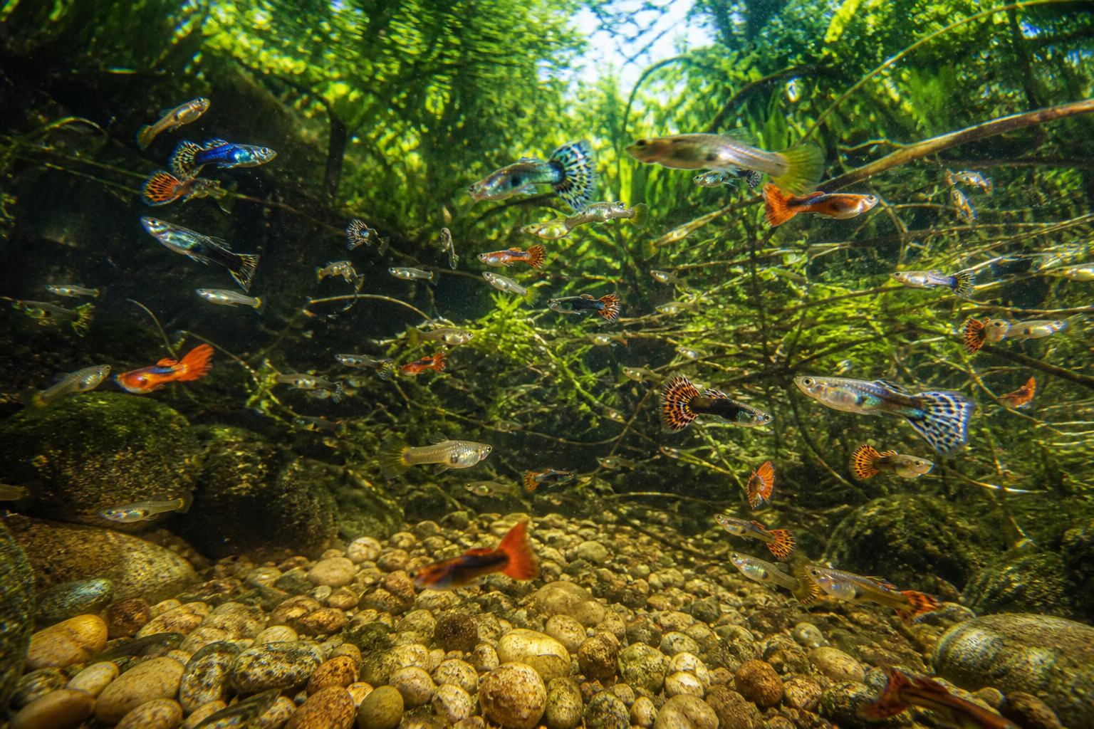 Guppy — imagen completa de la raza (Peces)