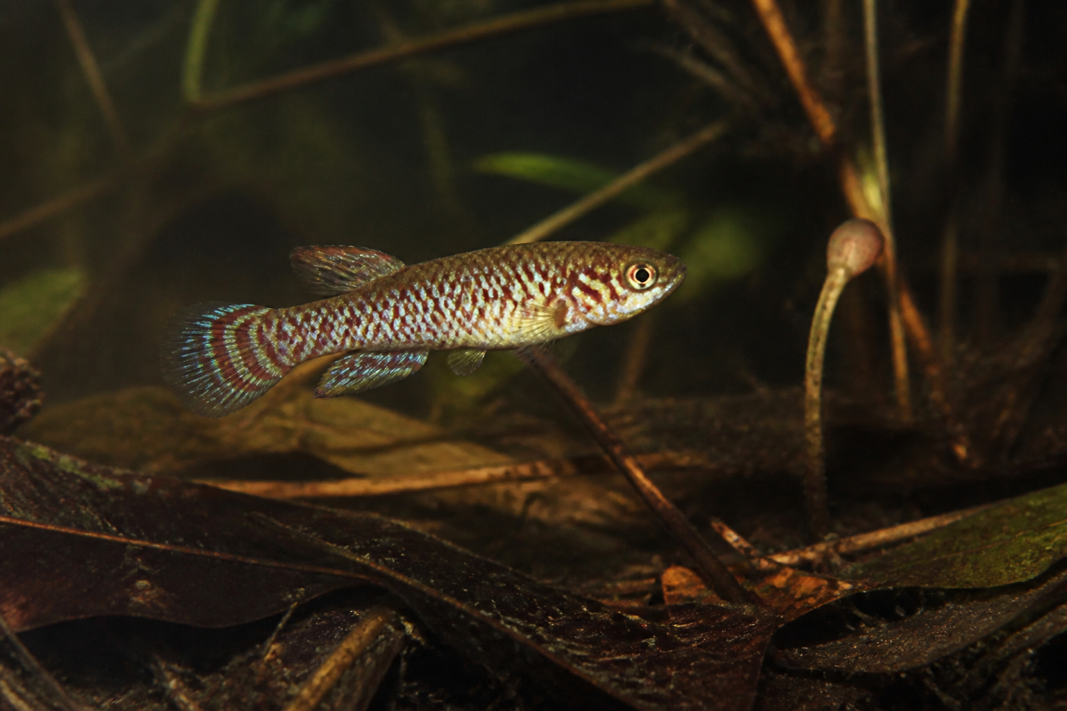 Killi (Aphyosemion) — imagen completa de la raza (Peces)