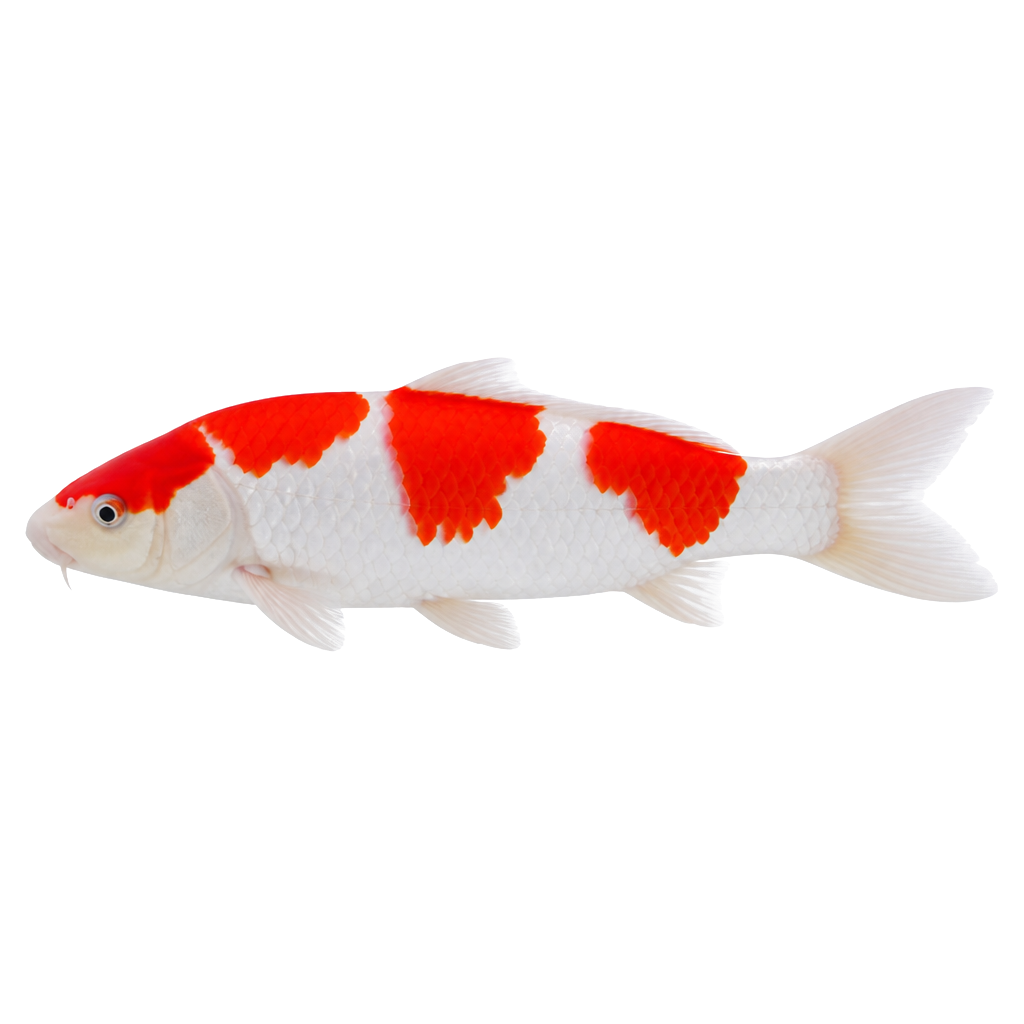 Koi Koi