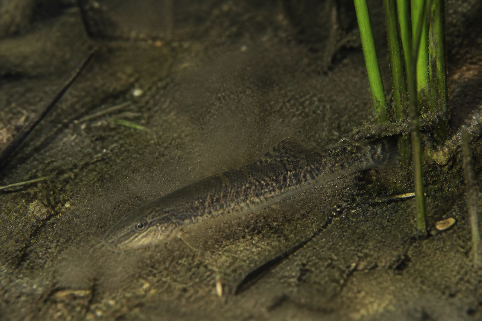 Loach Dojo (Weather Loach) — imagen completa de la raza (Peces)