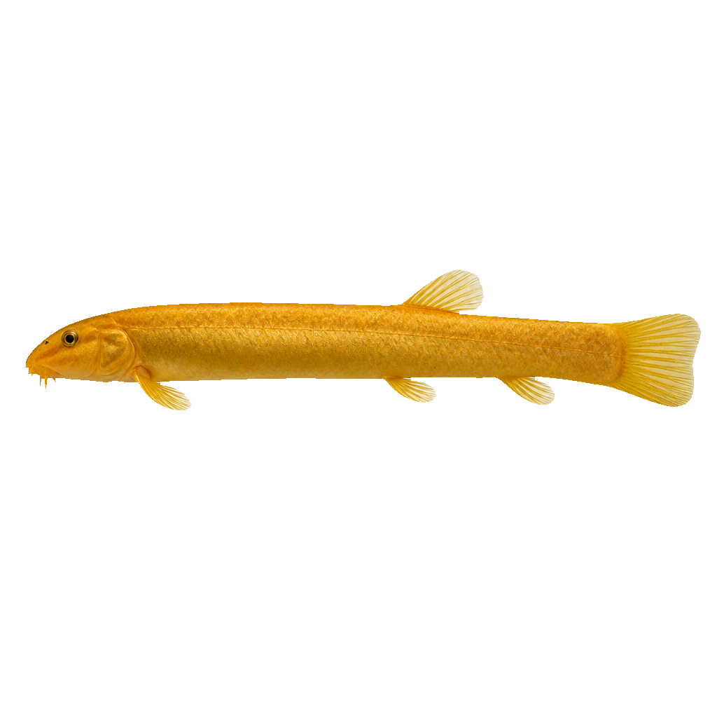 Loach Dojo (Weather Loach)