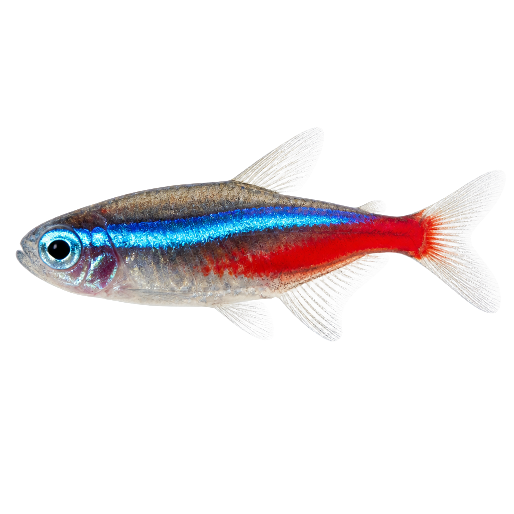 Neón Tetra de perfil, raza de pez — fotografía de estudio