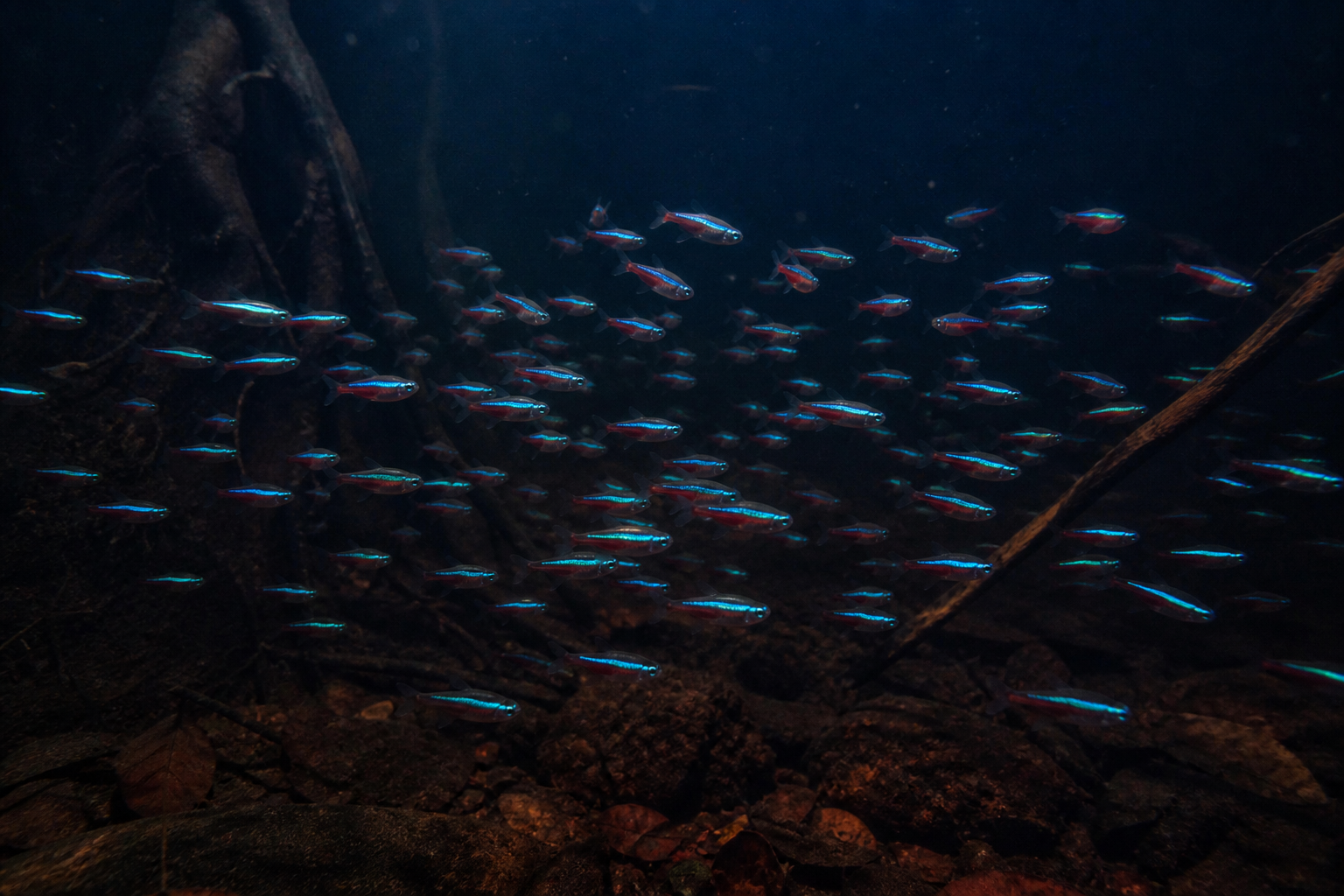 Neón Tetra — imagen completa de la raza (Peces) Neón Tetra — imagen completa de la raza (Peces)
