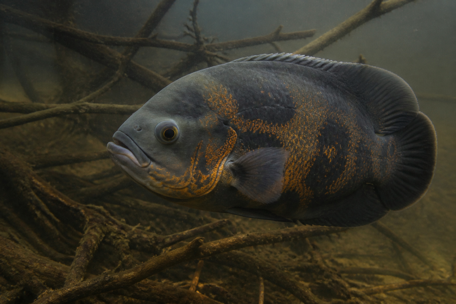 Oscar (Astronotus ocellatus) — imagen completa de la raza (Peces)
