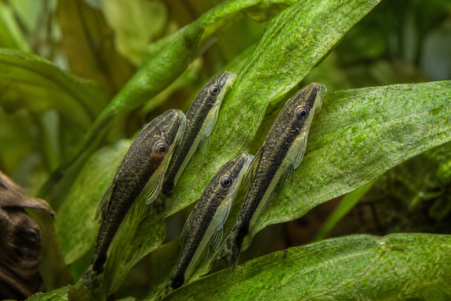 Otocinclus — imagen completa de la raza (Peces)