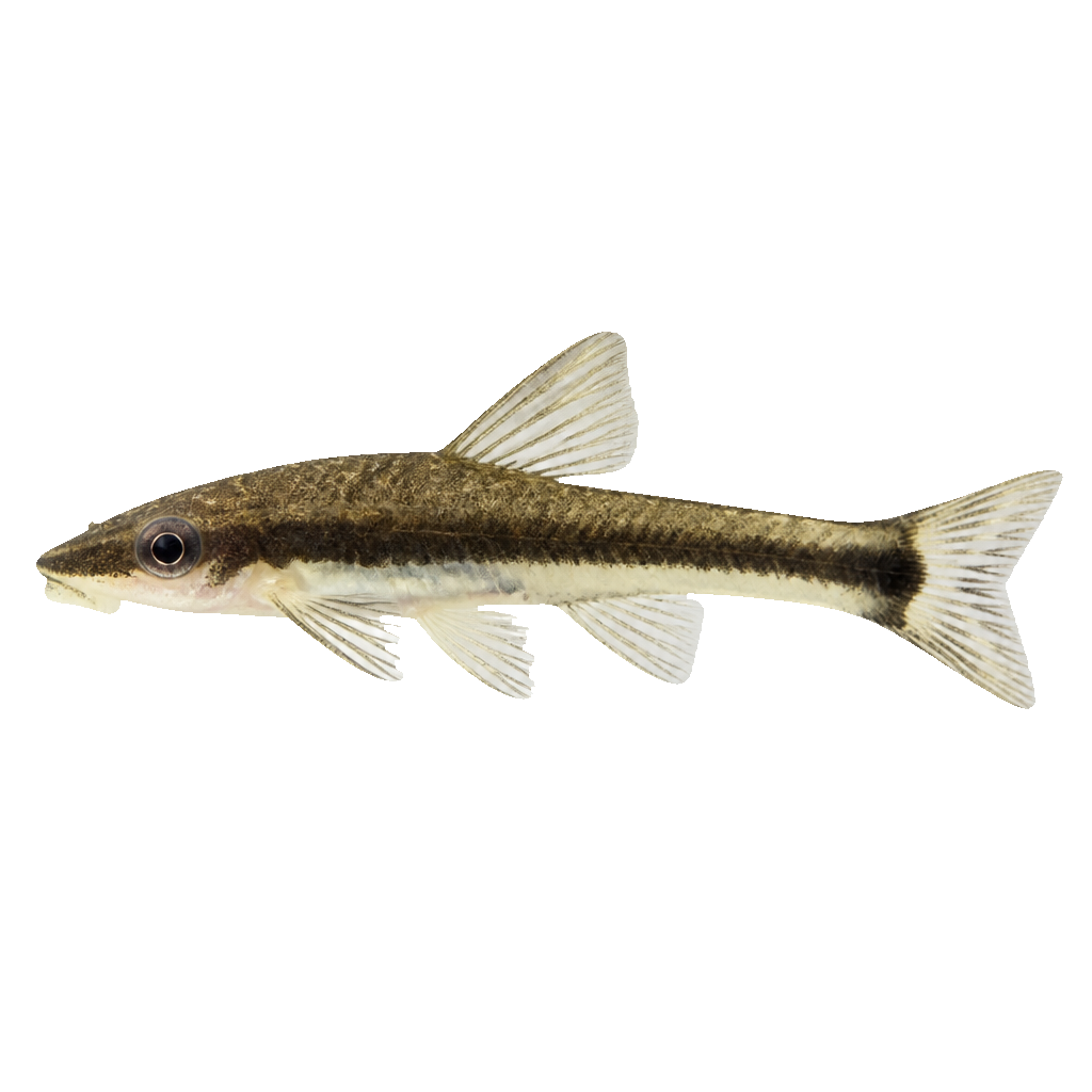 Otocinclus