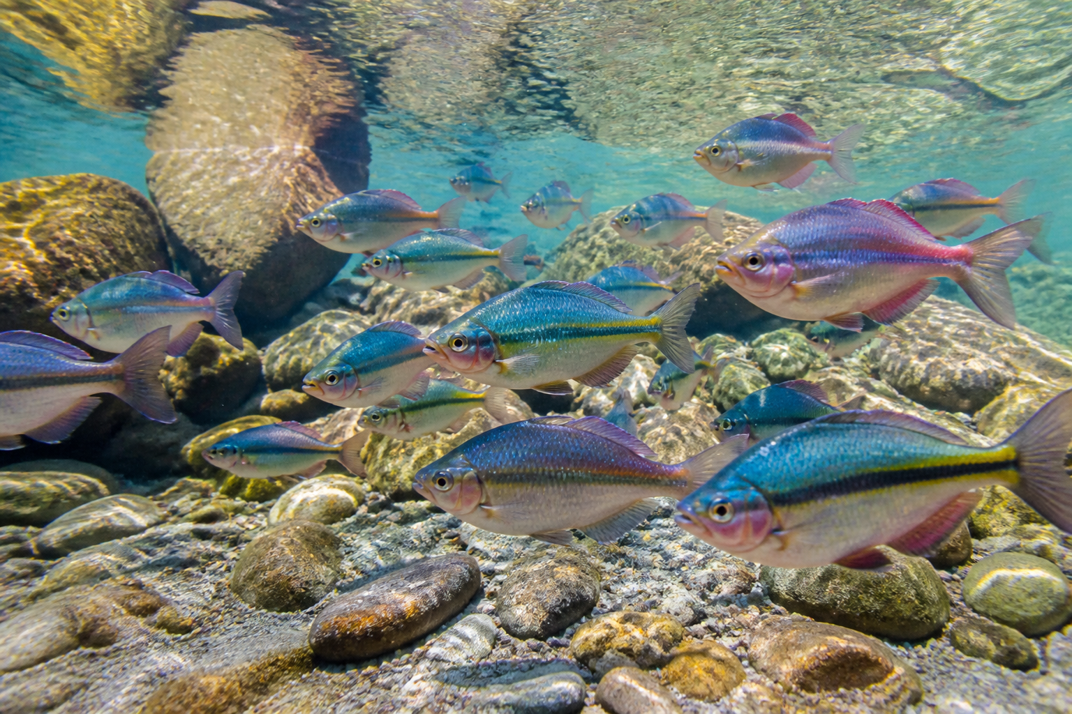 Pez Arcoíris (Melanotaenia) — imagen completa de la raza (Peces)