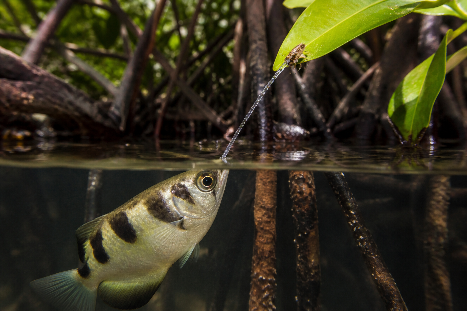 Pez Arquero (Archerfish) — imagen completa de la raza (Peces)