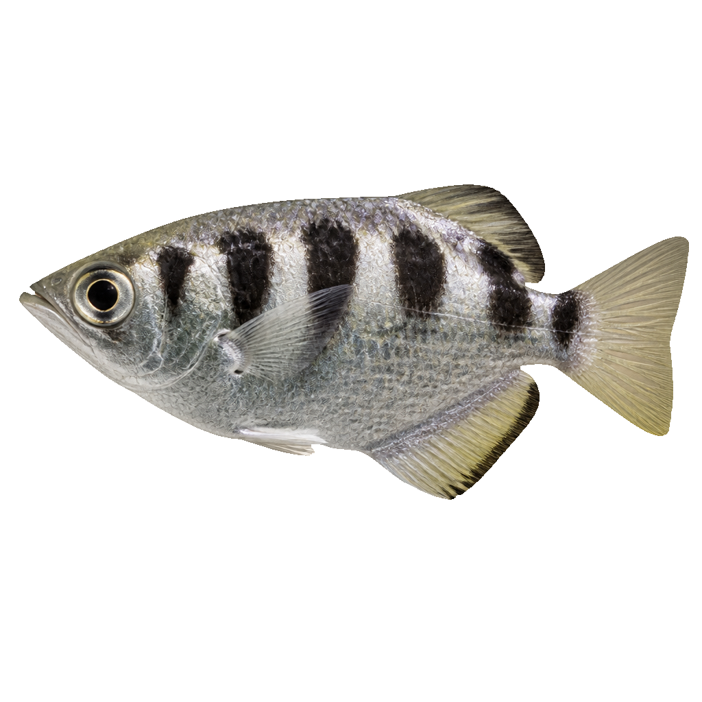 Pez Arquero (Archerfish)