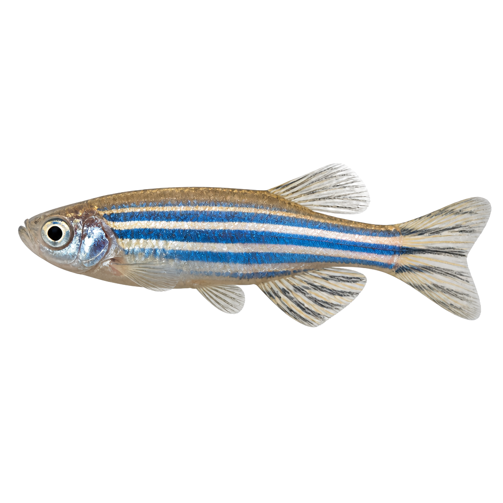 Pez Cebra (Danio rerio) de perfil, raza de pez — fotografía de estudio