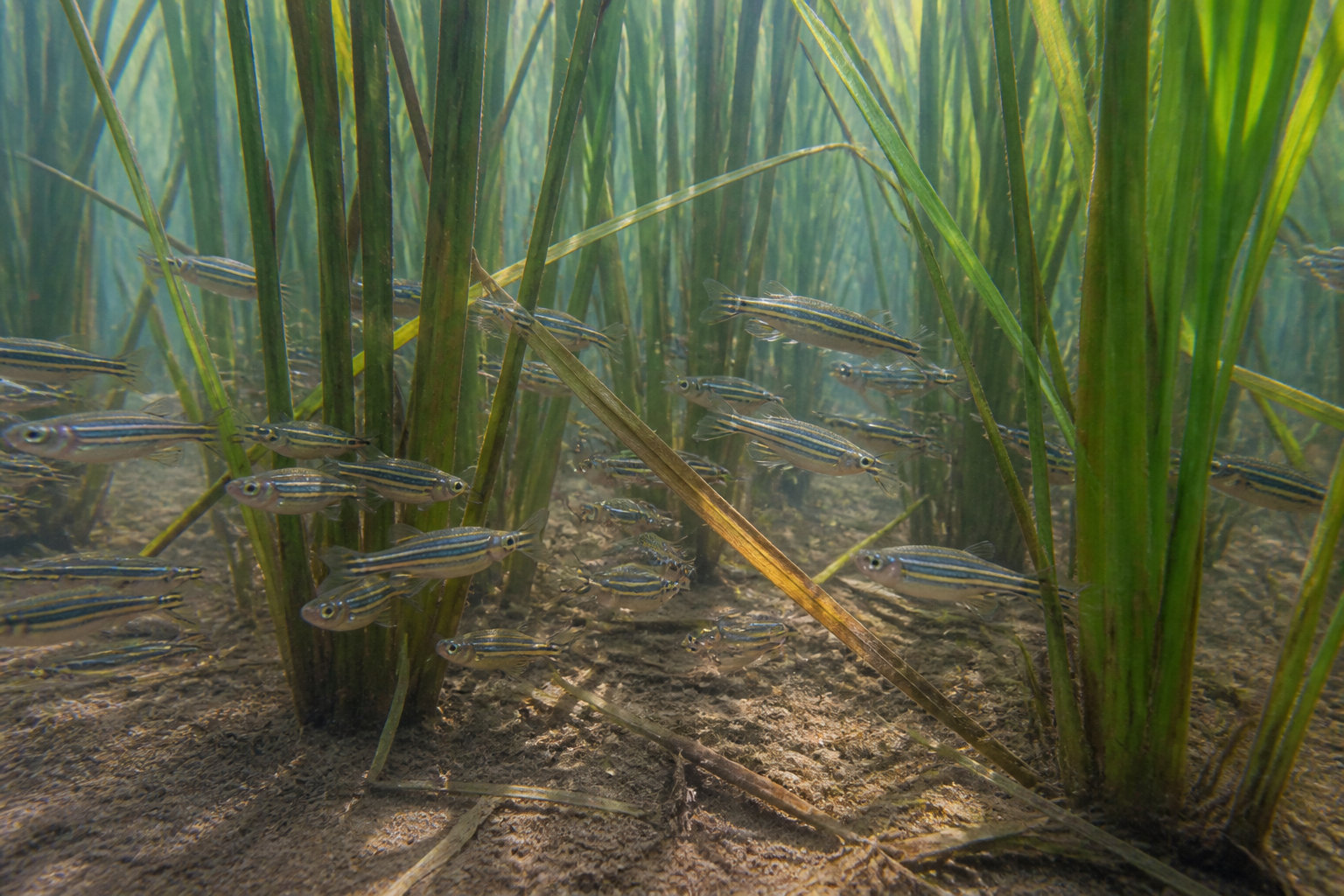 Pez Cebra (Danio rerio) — imagen completa de la raza (Peces)