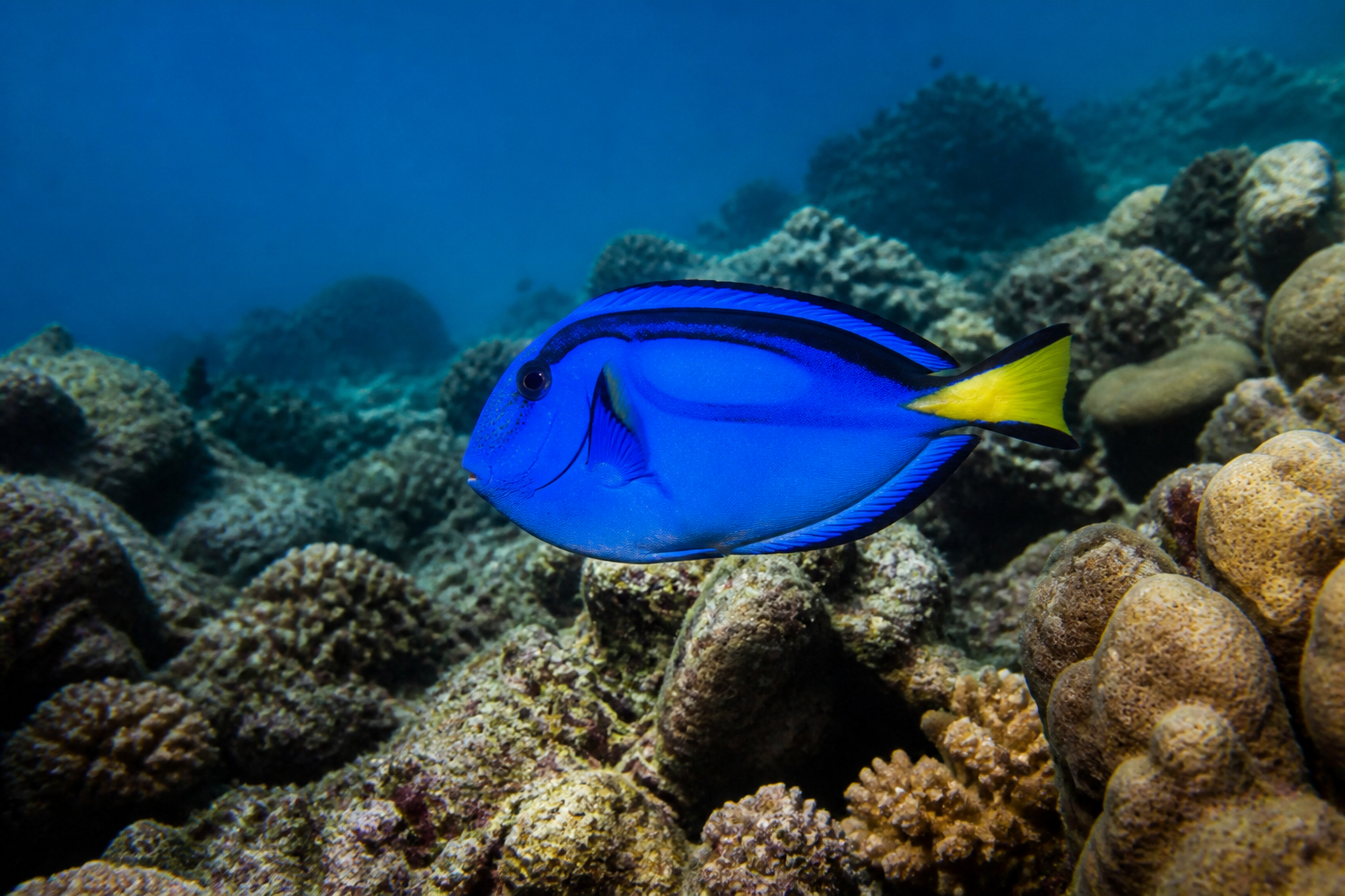 Pez Cirujano Azul (Blue Tang) — imagen completa de la raza (Peces)