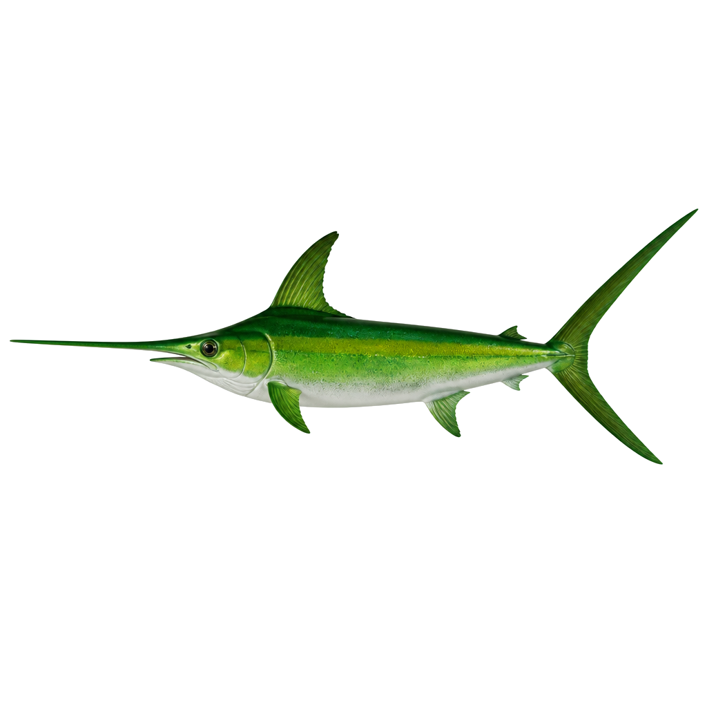 Pez Espada (Xiphophorus helleri) de perfil, raza de pez — fotografía de estudio